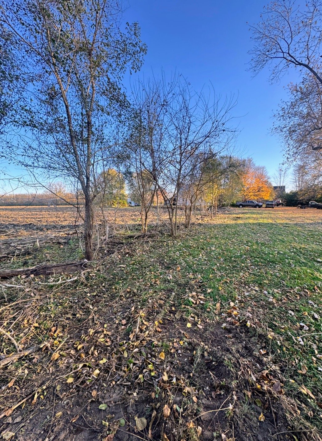 Land Clearing After2
