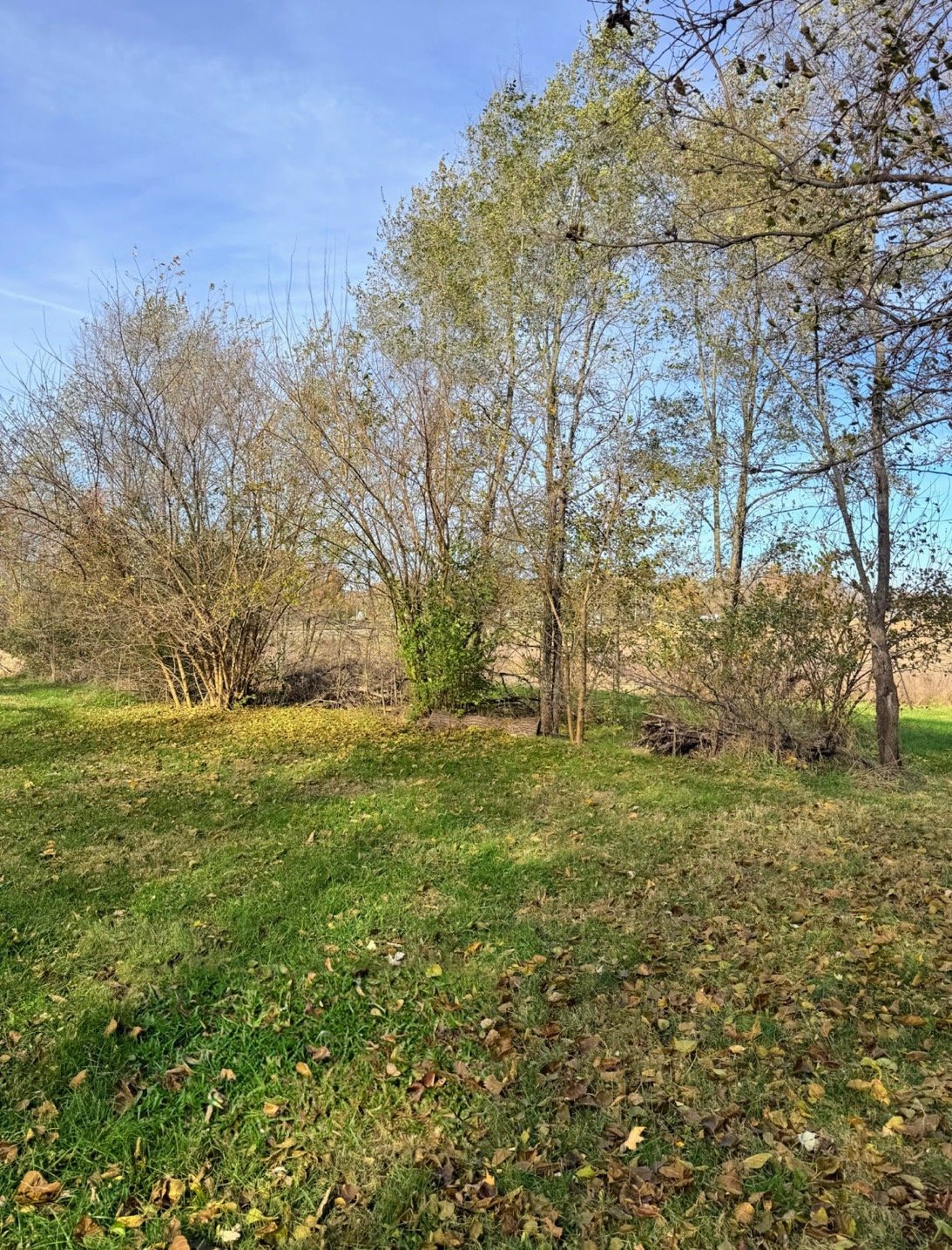 Land Clearing Before 3 1